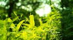 阳光下的翠绿植物和蜻蜓