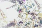 梦幻花卉水彩画