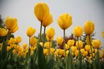 金黄郁金香花海绽放