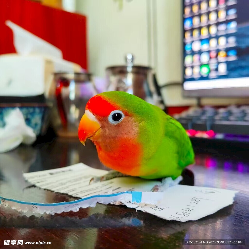 鹦鹉