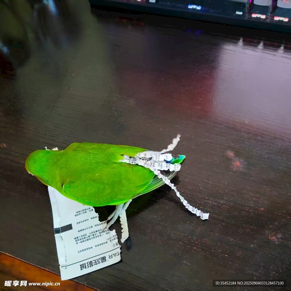 鹦鹉