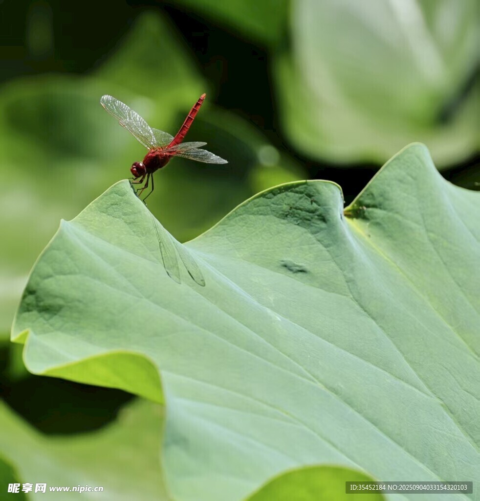 蜻蜓