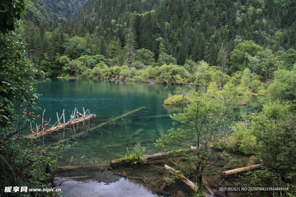 九寨沟翠绿山林中的幽蓝湖泊