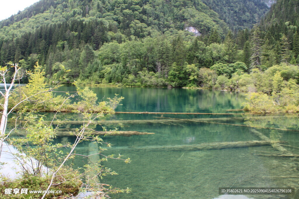 九寨沟翠绿山林间的澄澈湖水