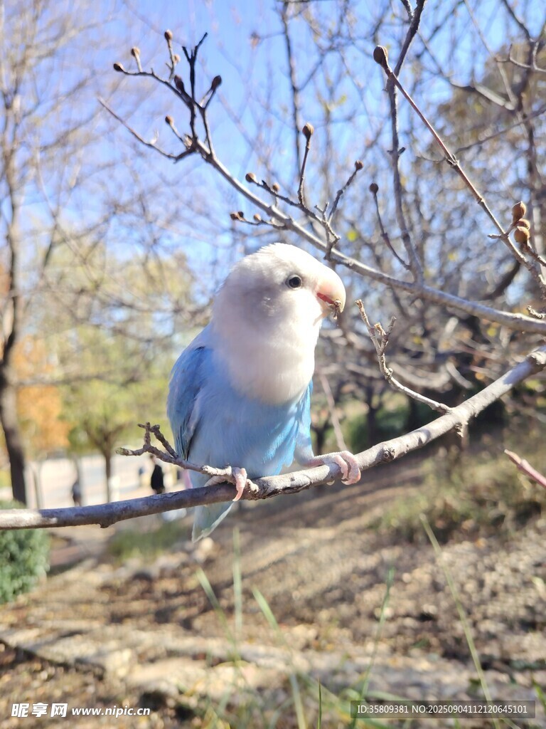 蓝白小鸟栖息于枝头