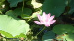 粉色荷花绽放于绿叶间