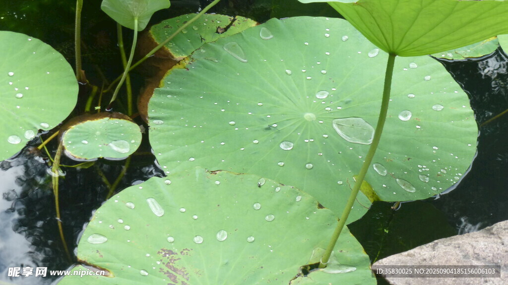 荷叶上的水珠