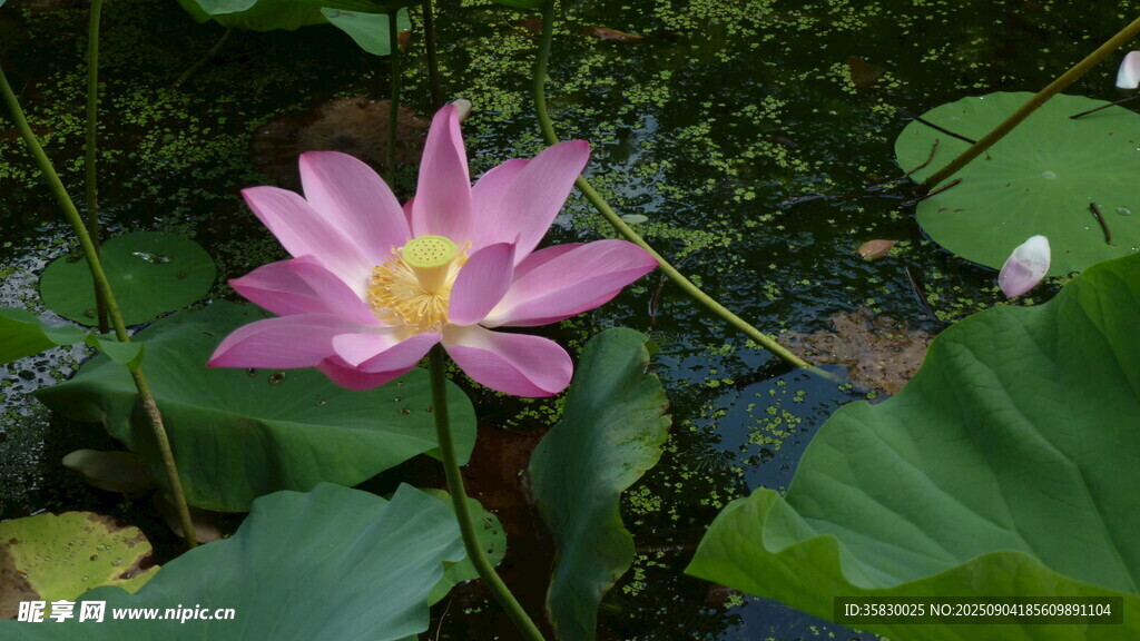 荷花