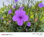 紫色小花绽放于绿叶间
