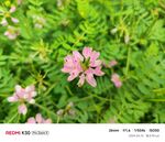 粉色小花绽放于绿叶间