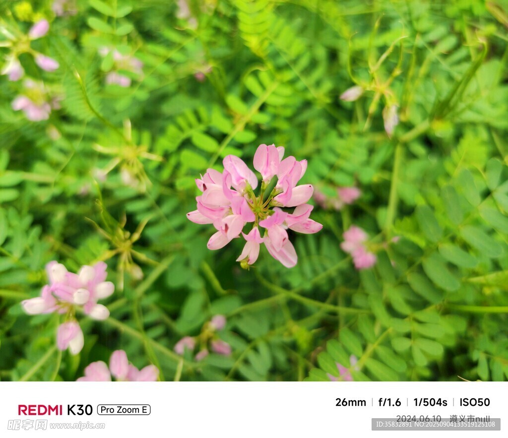 粉色小花绽放于绿叶间
