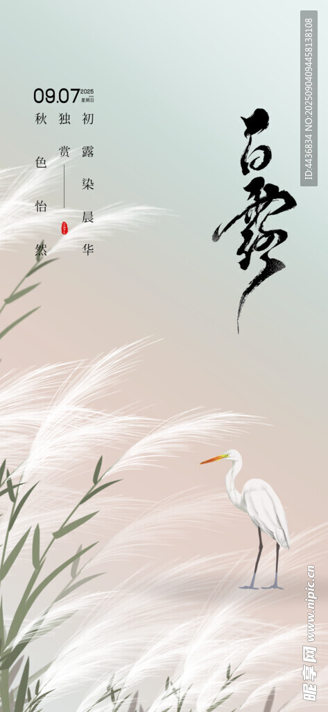 白露