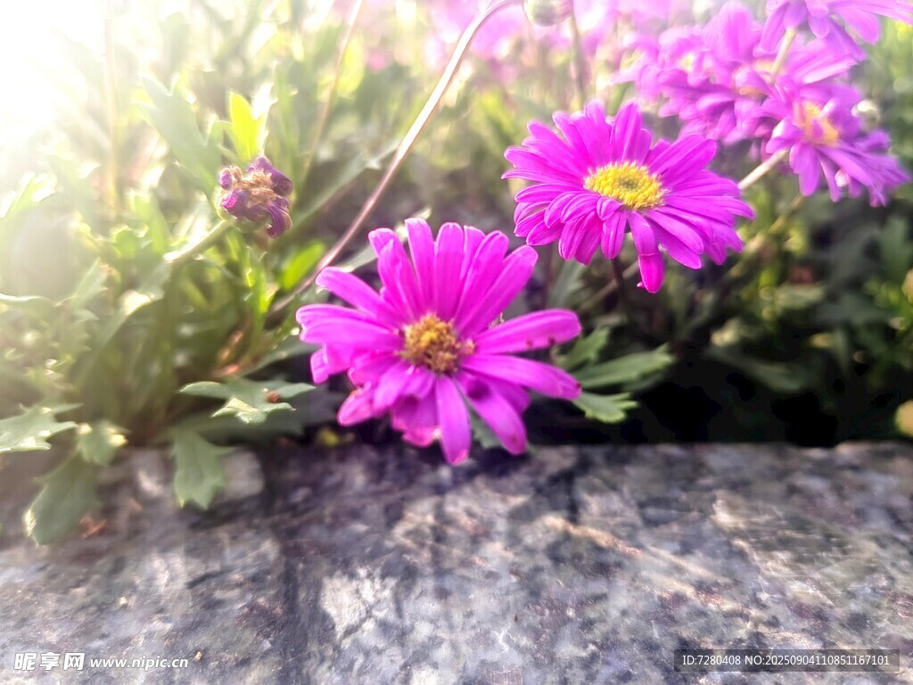 阳光下绽放的艳丽紫花