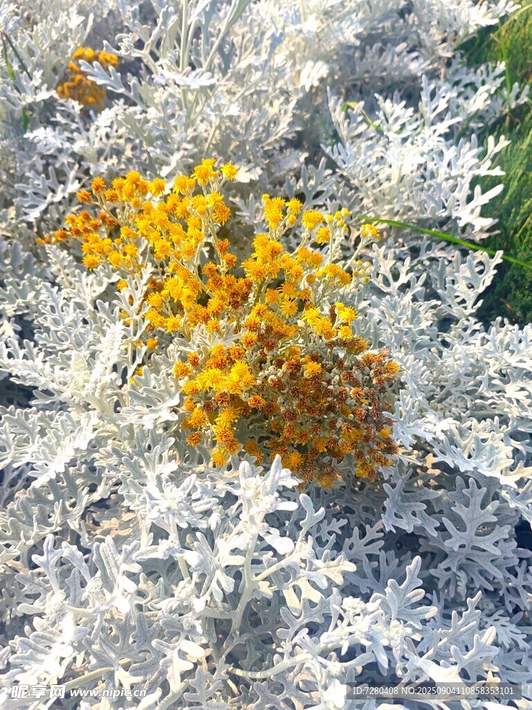 银叶菊间的黄色小花