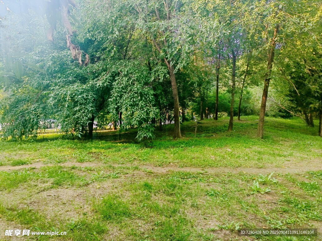 林间草地清新自然景致