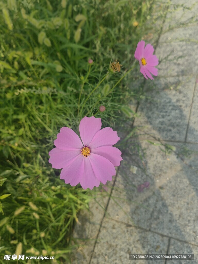 路边绽放的两朵粉色小花