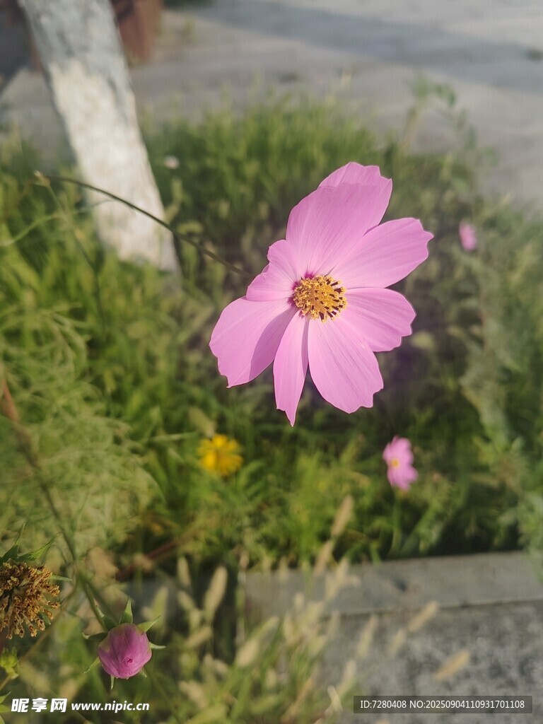 路边绽放的粉色波斯菊