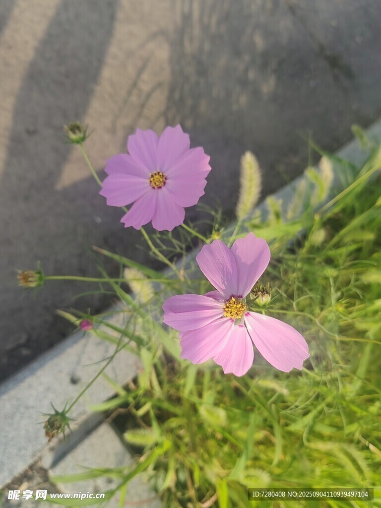 两朵绽放的粉色酢浆草
