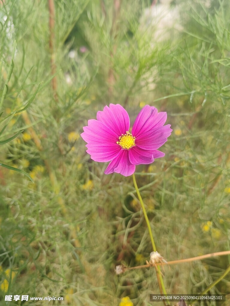 娇艳波斯菊绽放于草丛中