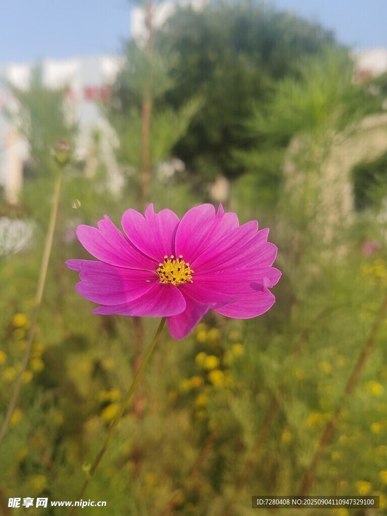 娇艳粉色格桑花绽放