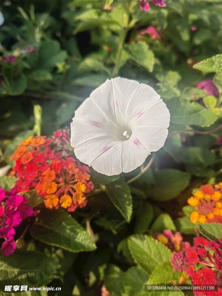 白色牵牛花与多彩花卉