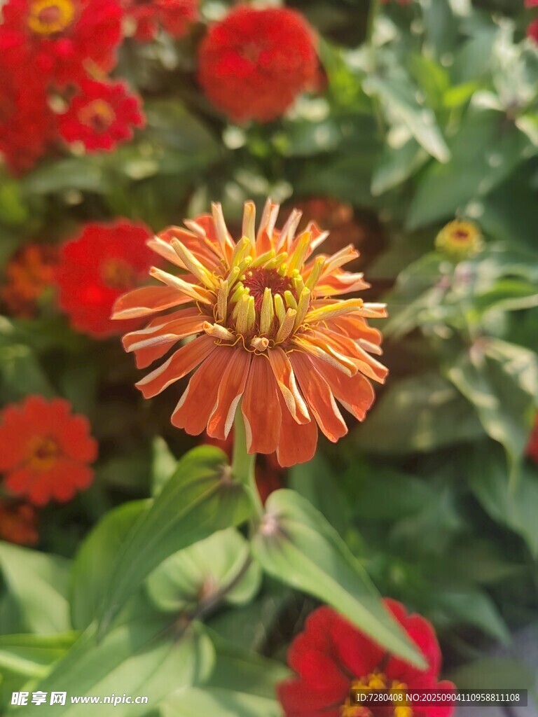 橙红花朵绽放绿意间