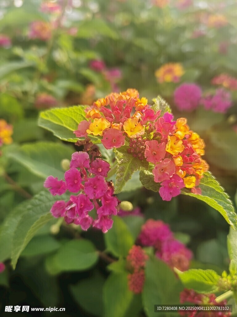 多彩马缨丹绽放美景