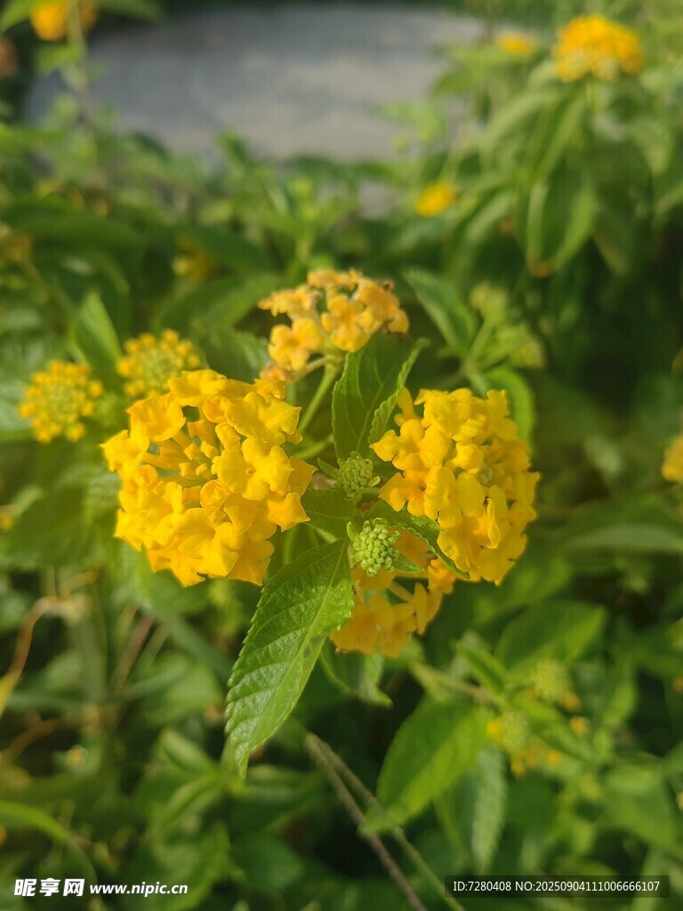 黄色小花绽放绿叶间