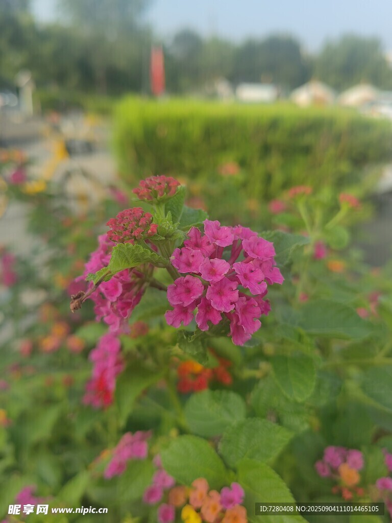 娇艳多彩花卉绽放