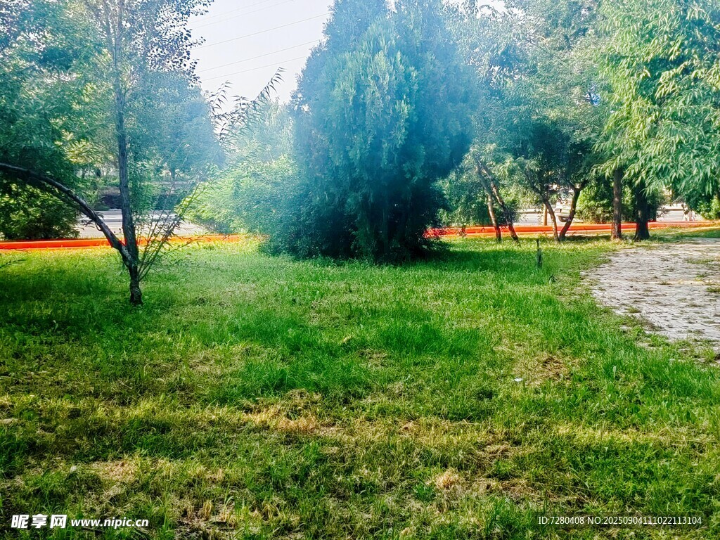 绿意盎然的林间草地