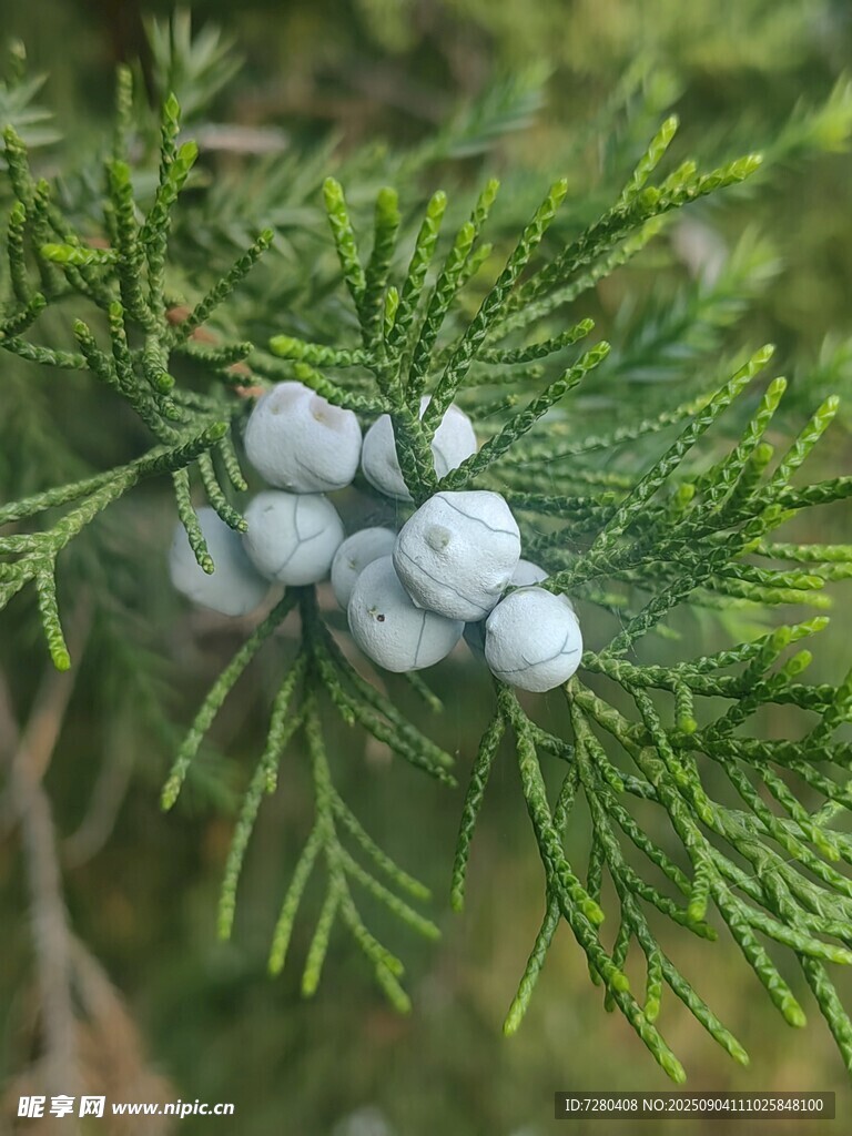 柏树枝上的蓝白色果实