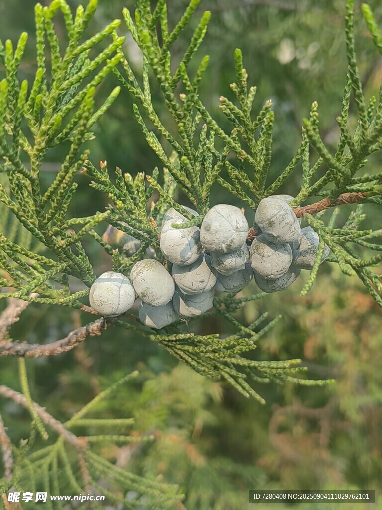松树枝头的蓝灰色果实