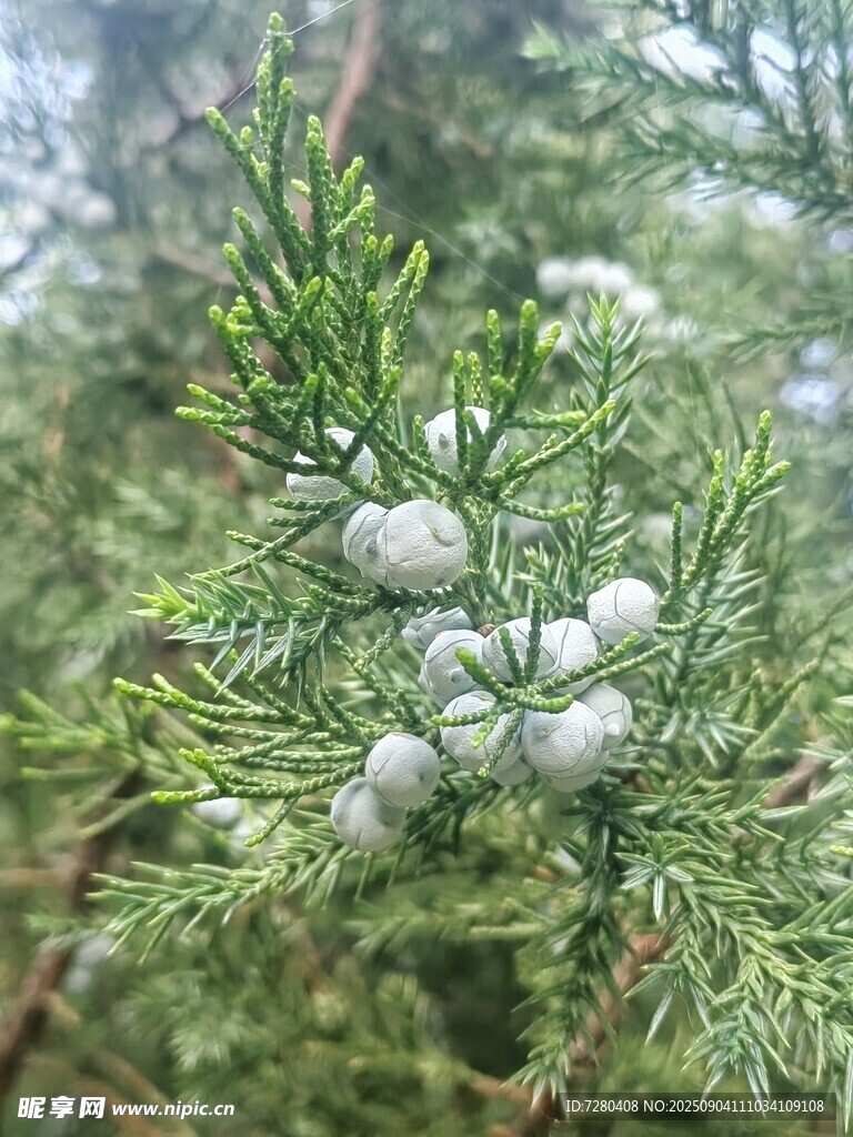 枝头的圆柏果实