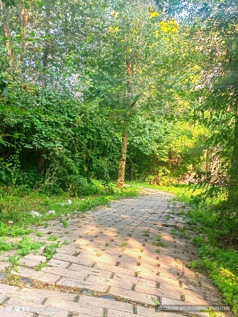 林间石板小径绿意盎然