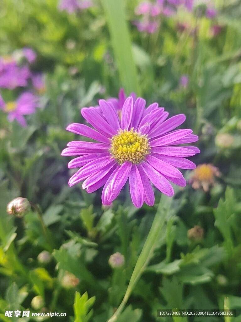 绽放的紫色雏菊