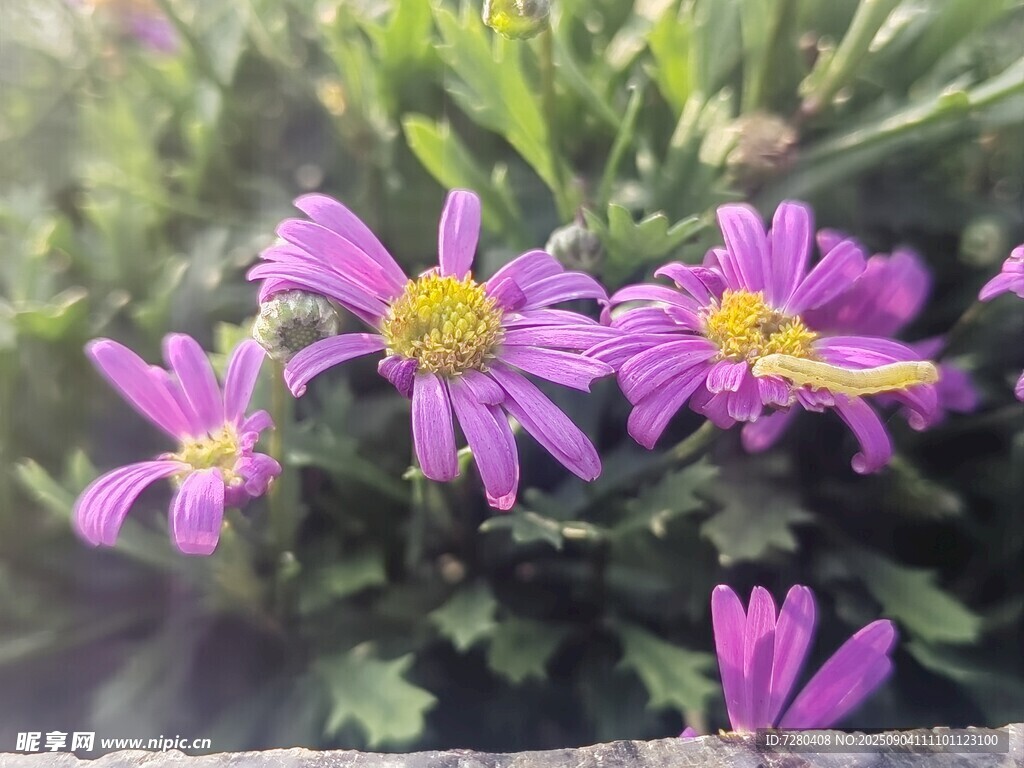 紫色小花绽放