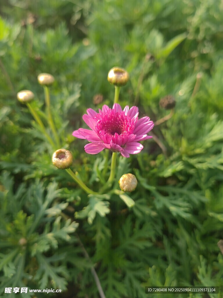 娇艳绽放的粉色花朵
