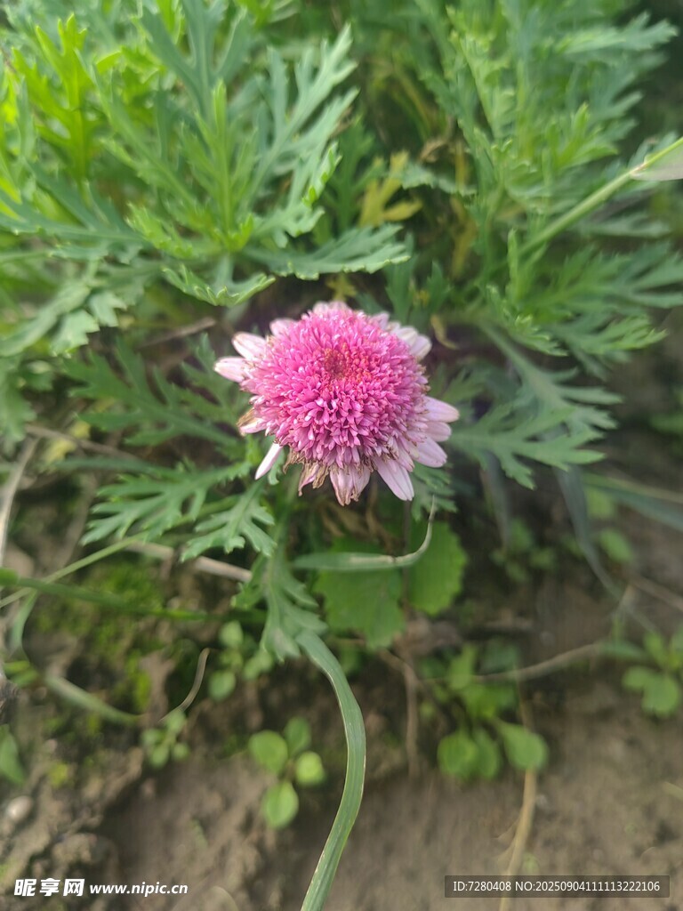 粉色雏菊绽放于绿叶间