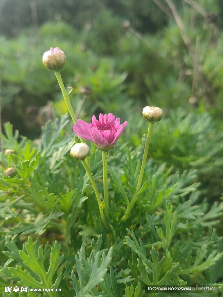 娇艳粉色花朵绽放于草丛