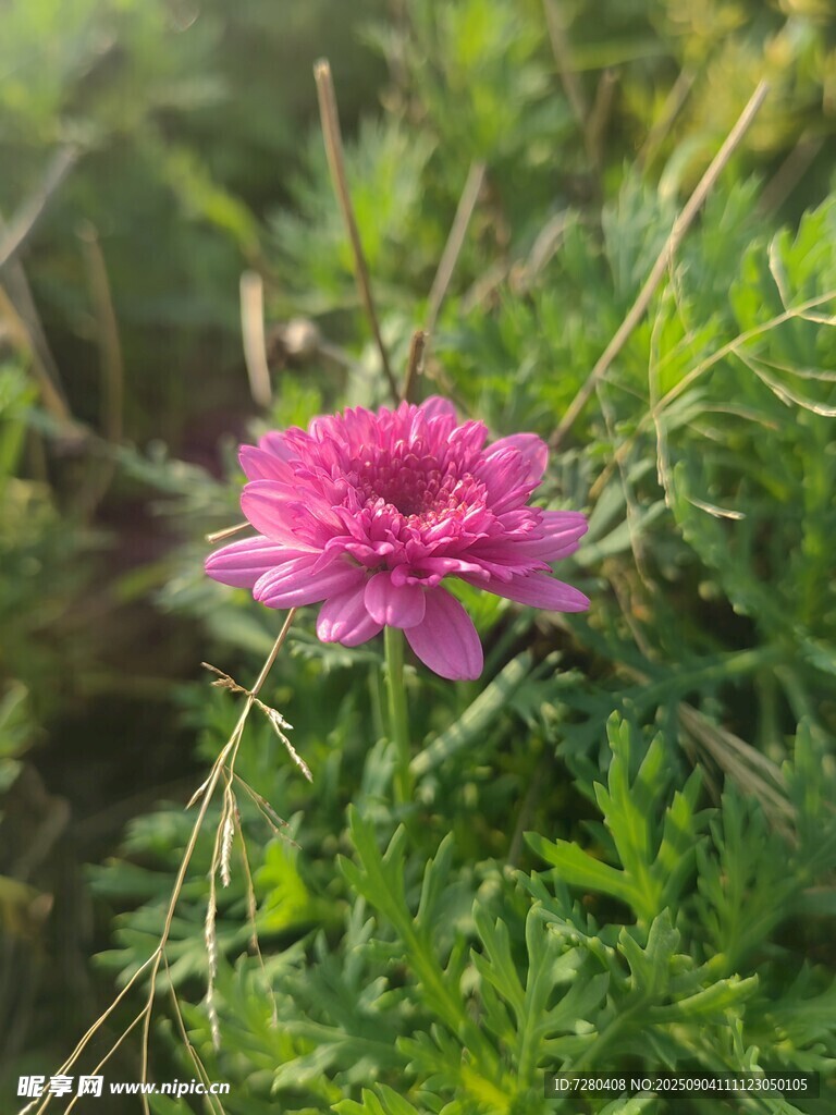 娇艳粉色花朵绽放草丛