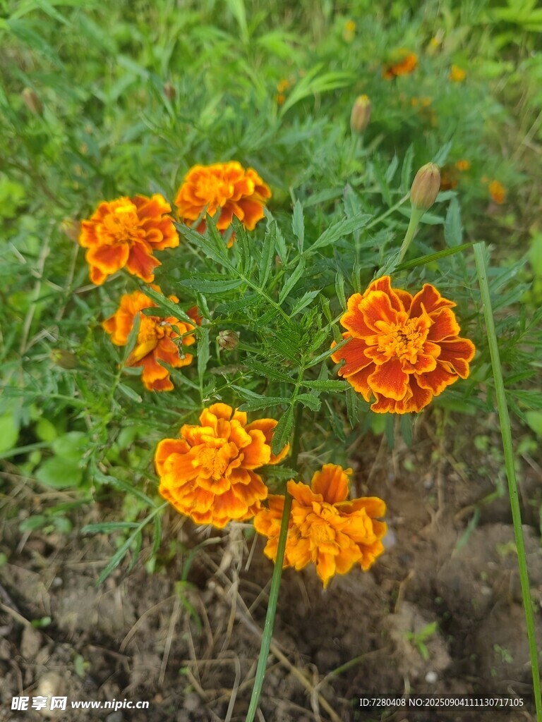 橙色万寿菊绽放于草地