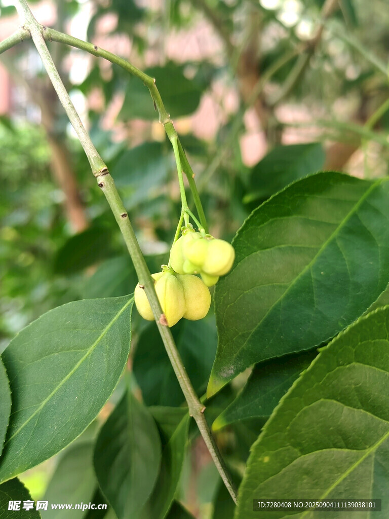 枝头嫩黄小花与绿叶
