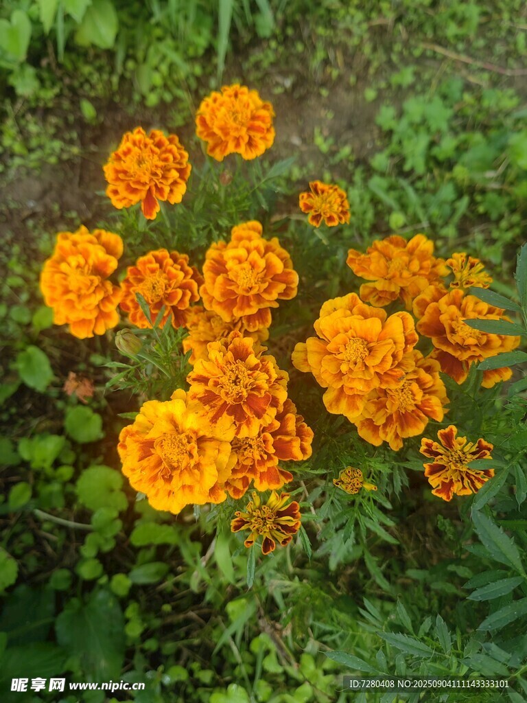鲜艳万寿菊绽放于草丛
