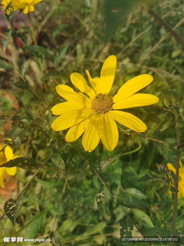 黄色雏菊绽放于草丛中