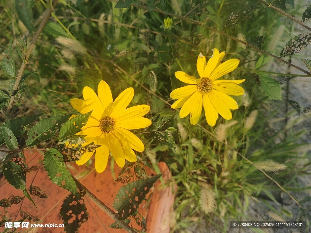 两朵黄色小花绽于草丛