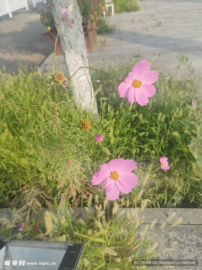 路边绽放的美丽粉色小花
