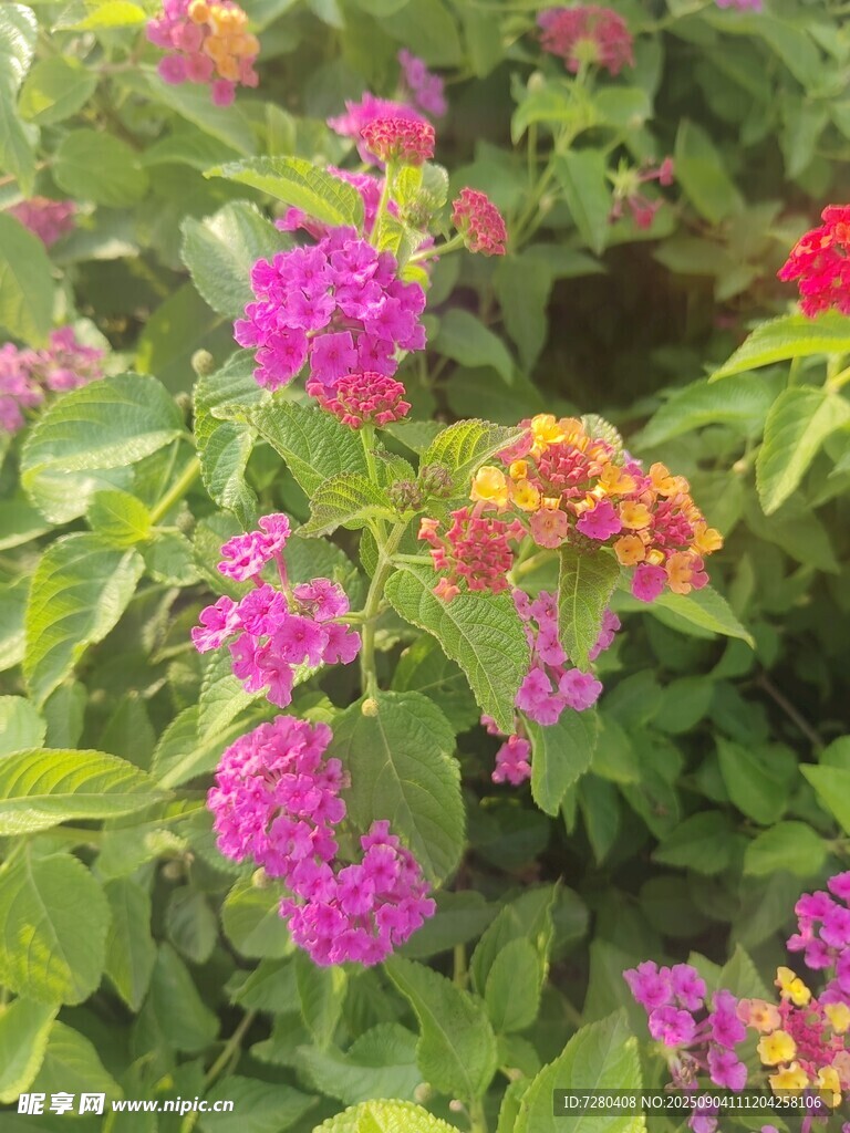 多彩缤纷的美丽花卉绽放