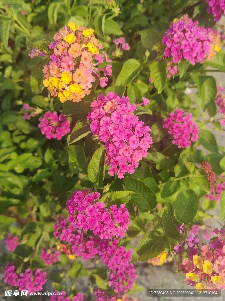 多彩花卉绽放生机