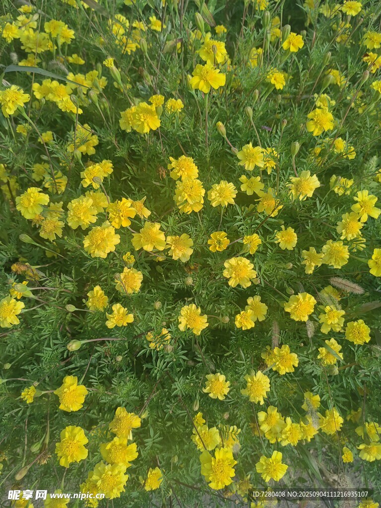 金黄灿烂的小花绽放