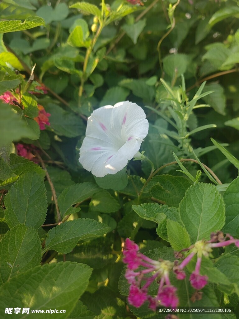 白花绽于绿叶繁花间